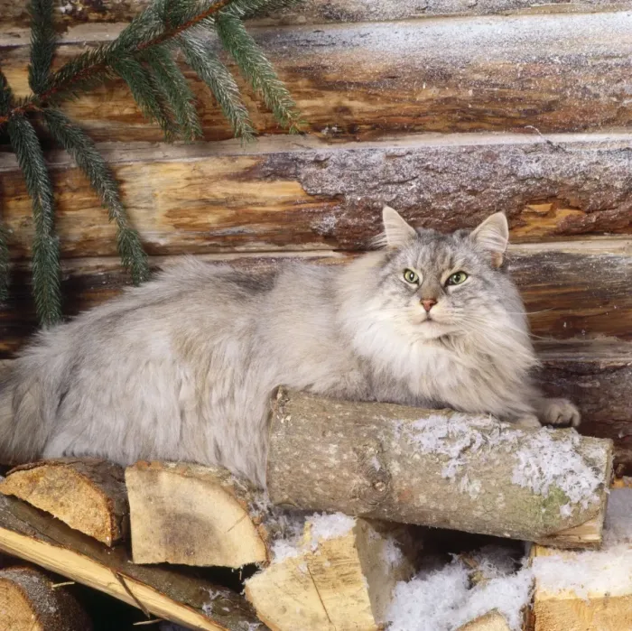 Framed Print : Norwegian Forest Cat - on logs Framed Print : Norwegian Forest Cat - on logs