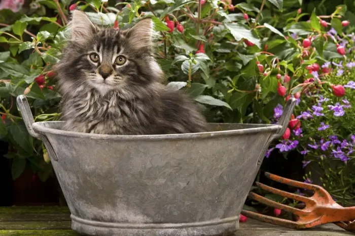 Framed Print : Norwegian Forest Cat - in metal planter with flowers Framed Print : Norwegian Forest Cat - in metal planter with flowers
