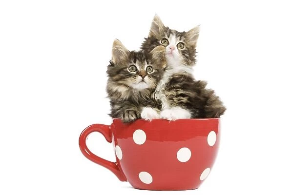 Norwegian Forest Cat  /  Norsk Skogkatt - two 8 week old kittens in red & white spotted mug
