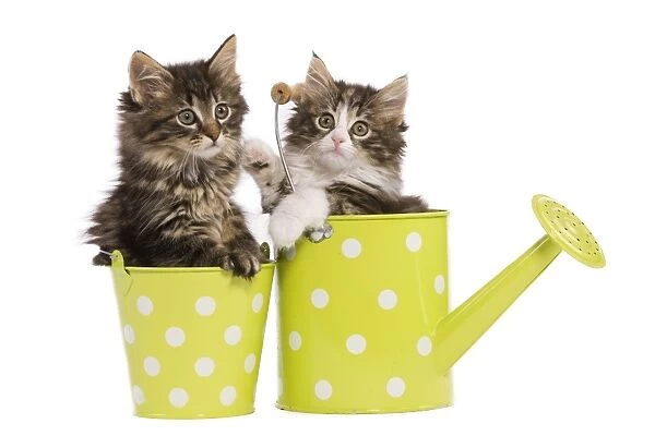 Norwegian Forest Cat  /  Norsk Skogkatt - two 8 week old kittens in green and white spotted watering can & pot