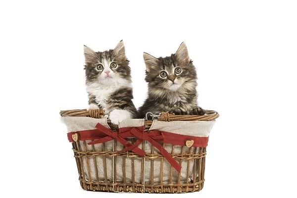 Norwegian Forest Cat  /  Norsk Skogkatt - two 8 week old kittens in wicker basket in studio