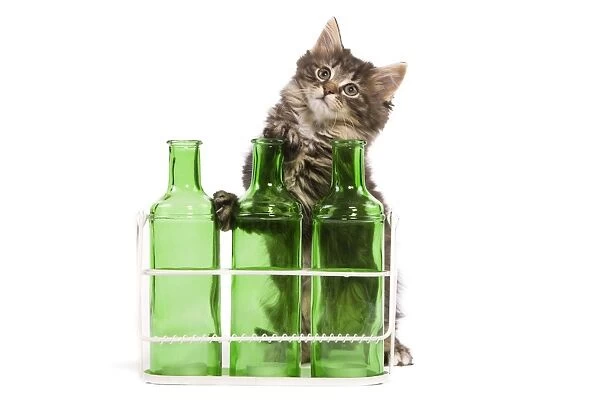 Norwegian Forest Cat  /  Norsk Skogkatt - 8 week old kitten on hind legs behind three green glass bottles