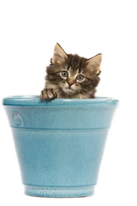Framed Print : Norwegian Forest Cat / Norsk Skogkatt - 8 week old kitten in blue pot Framed Print : Norwegian Forest Cat / Norsk Skogkatt - 8 week old kitten in blue pot