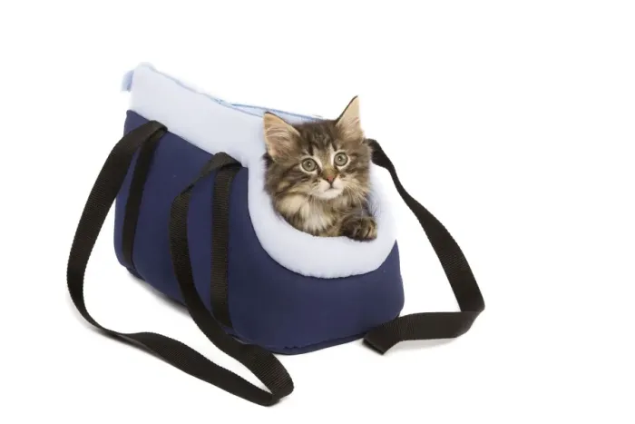 Framed Print : Norwegian Forest Cat / Norsk Skogkatt - 8 week old kitten in cat carrying bag in studio Framed Print : Norwegian Forest Cat / Norsk Skogkatt - 8 week old kitten in cat carrying bag in studio