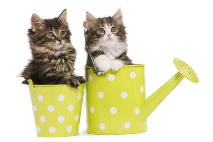 Framed Print : Norwegian Forest Cat / Norsk Skogkatt - two 8 week old kittens in green and white spotted watering can & pot Framed Print : Norwegian Forest Cat / Norsk Skogkatt - two 8 week old kittens in green and white spotted watering can & pot
