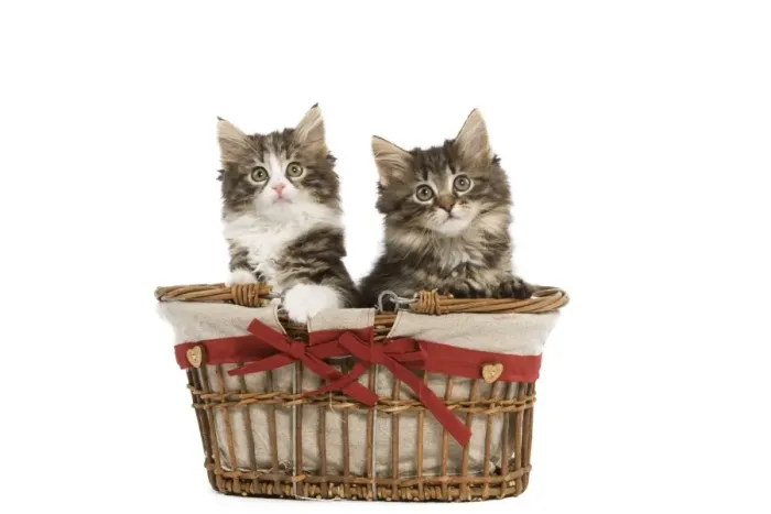 Framed Print : Norwegian Forest Cat / Norsk Skogkatt - two 8 week old kittens in wicker basket in studio Framed Print : Norwegian Forest Cat / Norsk Skogkatt - two 8 week old kittens in wicker basket in studio