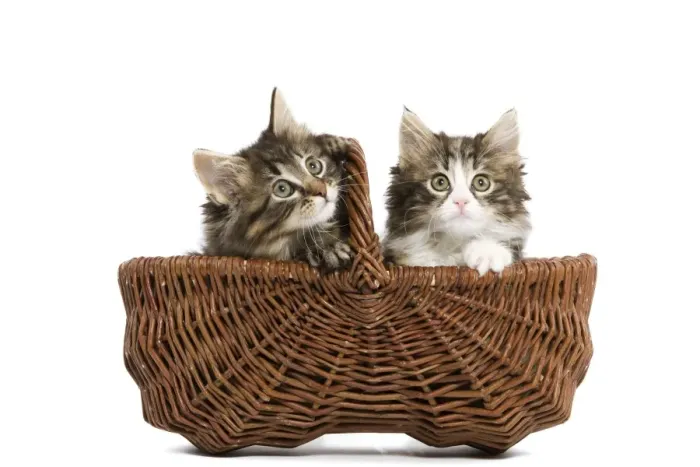 Framed Print : Norwegian Forest Cat / Norsk Skogkatt - two 8 week old kittens in wicker basket in studio Framed Print : Norwegian Forest Cat / Norsk Skogkatt - two 8 week old kittens in wicker basket in studio