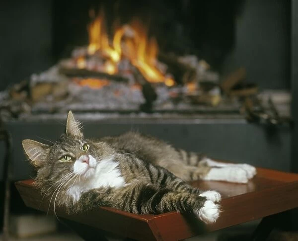Norwegian Forest Cat - resting infront of open fire