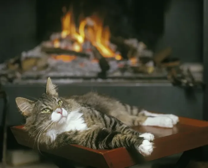 Framed Print : Norwegian Forest Cat - resting infront of open fire Framed Print : Norwegian Forest Cat - resting infront of open fire