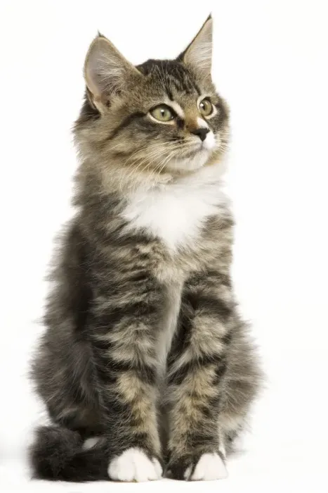Framed Print : Norwegian Forest Cat - sitting Framed Print : Norwegian Forest Cat - sitting