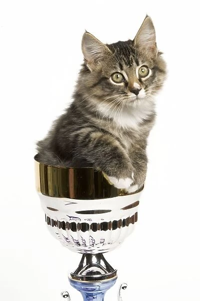 Norwegian Forest Cat - sitting in trophy cup