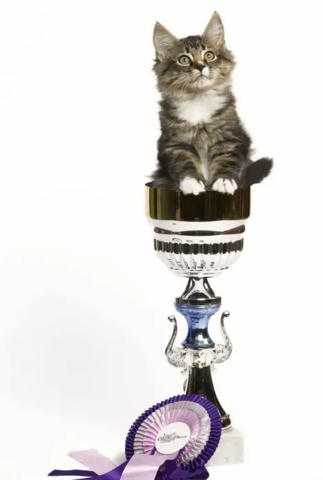 Framed Print : Norwegian Forest Cat - sitting in trophy cup with rosette Framed Print : Norwegian Forest Cat - sitting in trophy cup with rosette