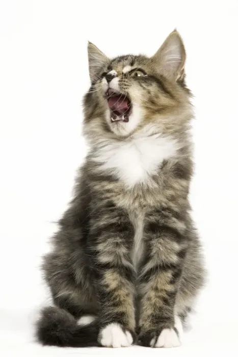 Framed Print : Norwegian Forest Cat - yawning Framed Print : Norwegian Forest Cat - yawning