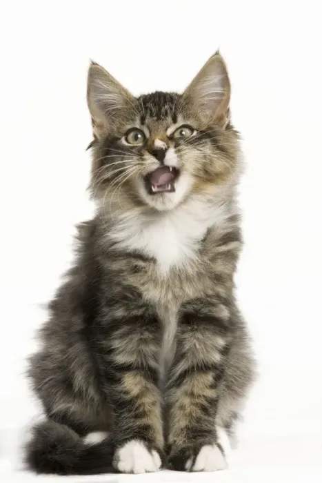 Framed Print : Norwegian Forest Cat - yawning Framed Print : Norwegian Forest Cat - yawning