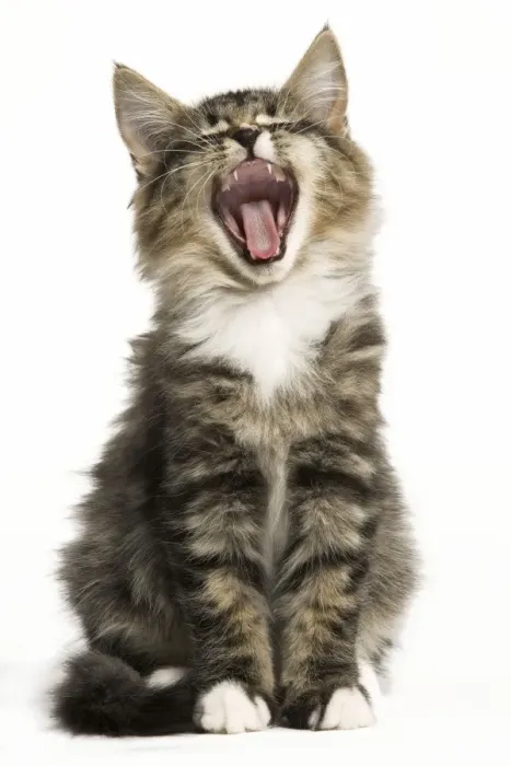 Framed Print : Norwegian Forest Cat - yawning Framed Print : Norwegian Forest Cat - yawning