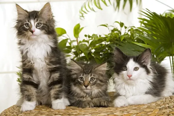 Three Norwegian Forest Cats Print LA-2756. Art Prints, Posters