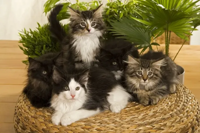 Framed Print : Norwegian Forest / Norsk Skogkat Cats Framed Print : Norwegian Forest / Norsk Skogkat Cats