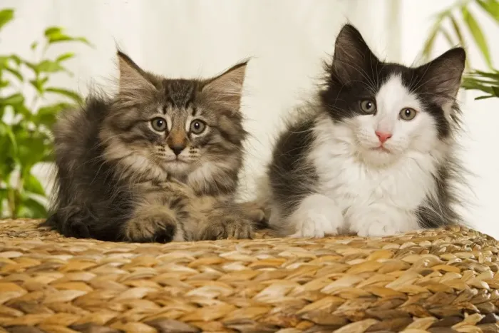 Framed Print : Norwegian Forest / Norsk Skogkat Cats Framed Print : Norwegian Forest / Norsk Skogkat Cats