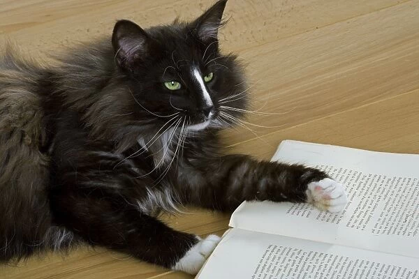 Norwegian Forest Silver and White Mackerel Tabby Cat with book