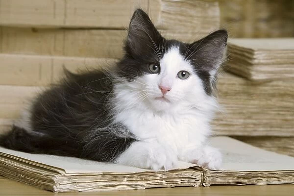 Norwegian Forest Silver and White Mackerel Tabby Cat with book