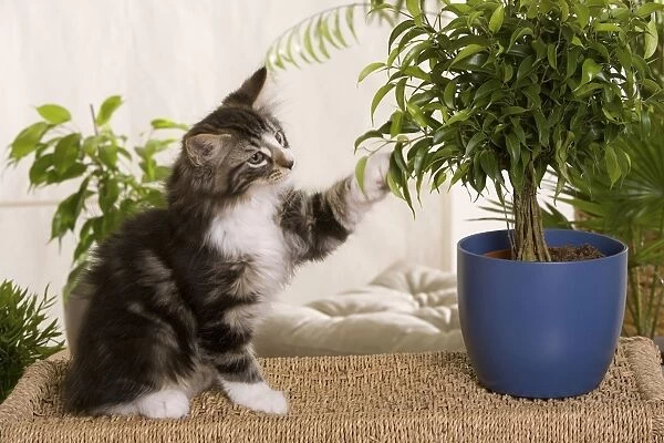 Norwegian Forest Silver and White Mackerel Tabby Cat with pot plant
