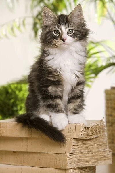 Norwegian Forest Silver and White Mackerel Tabby Cat sitting on a book