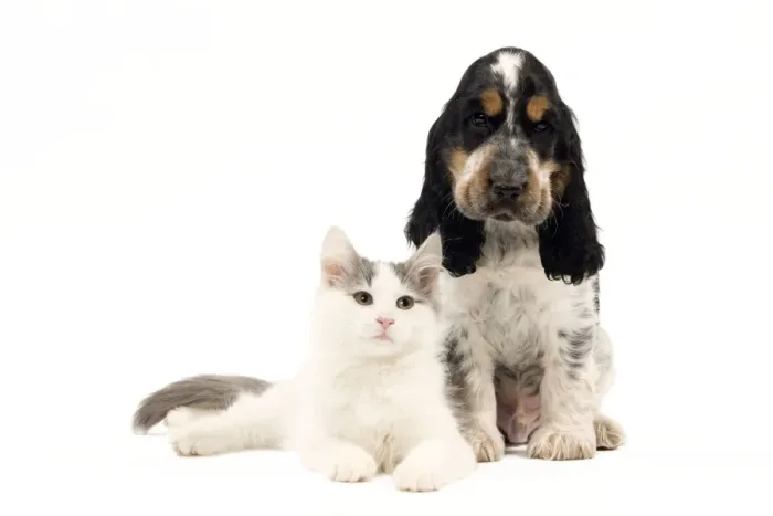 Framed Print : Norwegian kitten and English cocker spaniel puppy Framed Print : Norwegian kitten and English cocker spaniel puppy