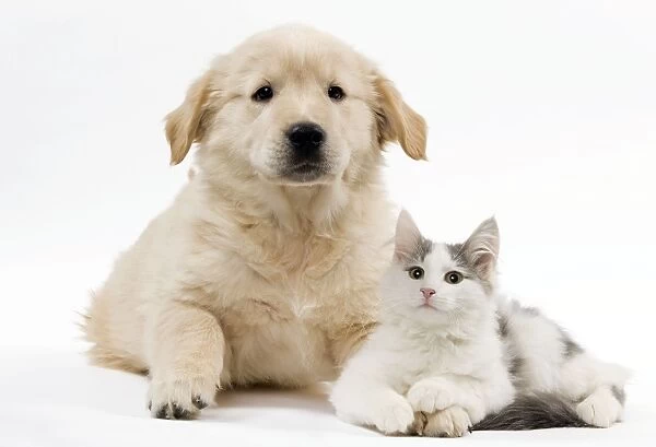 Norwegian kitten and golden retriever puppy