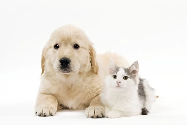 Norwegian kitten and golden retriever puppy