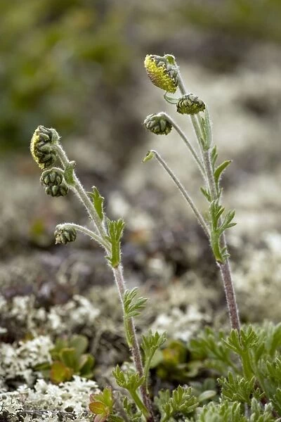 Norwegian mugwort (Artemisia norvegica), Norwegian form. Dovrefjell, Norway
