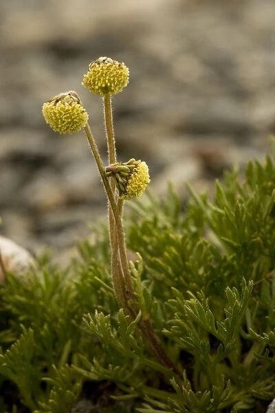 Norwegian mugwort (Artemisia norvegica); very rare, in Scotland and Norway