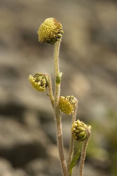 Norwegian mugwort (Artemisia norvegica); very rare, in Scotland and Norway