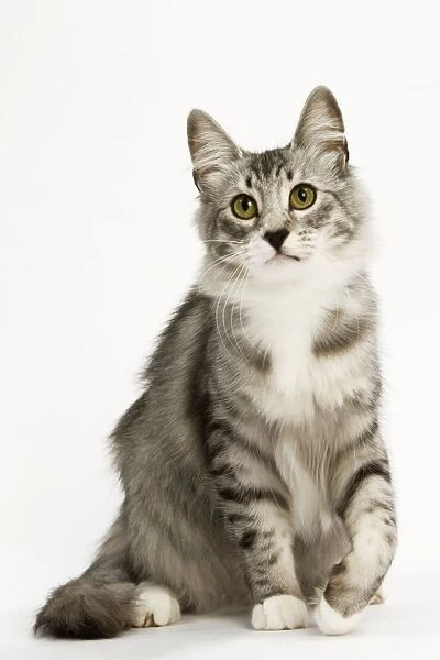 A1 84x59cm Poster Of Norwegian Silver Tabby Cat Mackerel And White