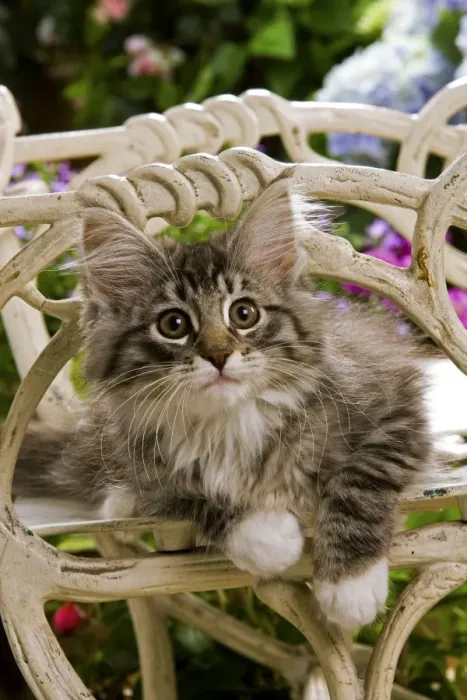 Framed Print : Norweigan Forest Cat - kitten on chair Framed Print : Norweigan Forest Cat - kitten on chair