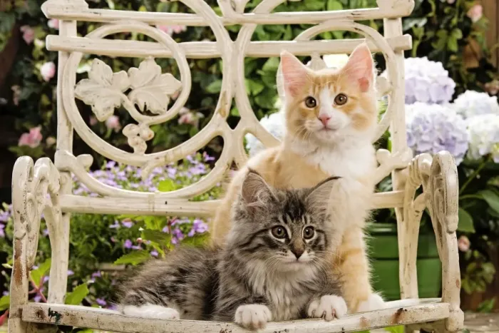 Framed Print : Norweigan Forest Cat - two kittens on chair Framed Print : Norweigan Forest Cat - two kittens on chair