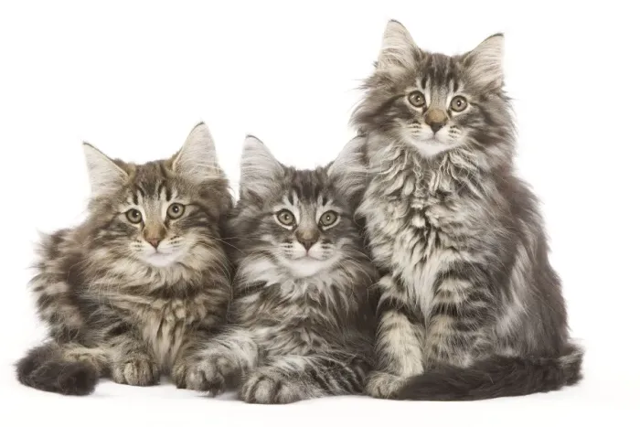 Framed Print : Norweigan Forest Cat - three kittens in studio Framed Print : Norweigan Forest Cat - three kittens in studio