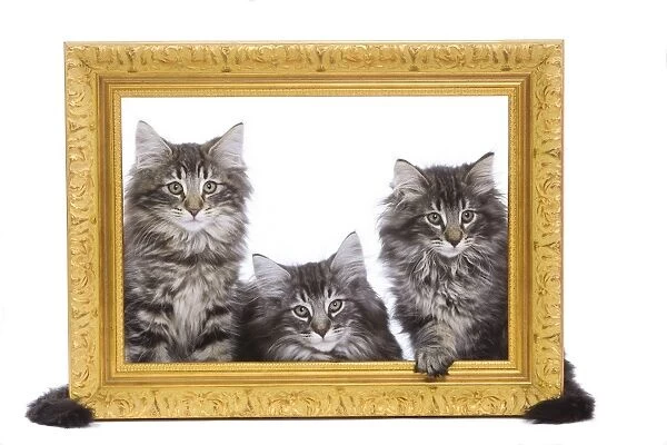 Norweigan Forest Cat - three kittens in studio looking through picture frame