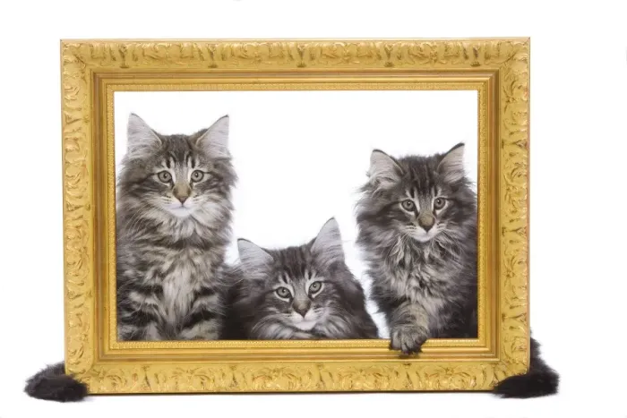 Framed Print : Norweigan Forest Cat - three kittens in studio looking through picture frame Framed Print : Norweigan Forest Cat - three kittens in studio looking through picture frame