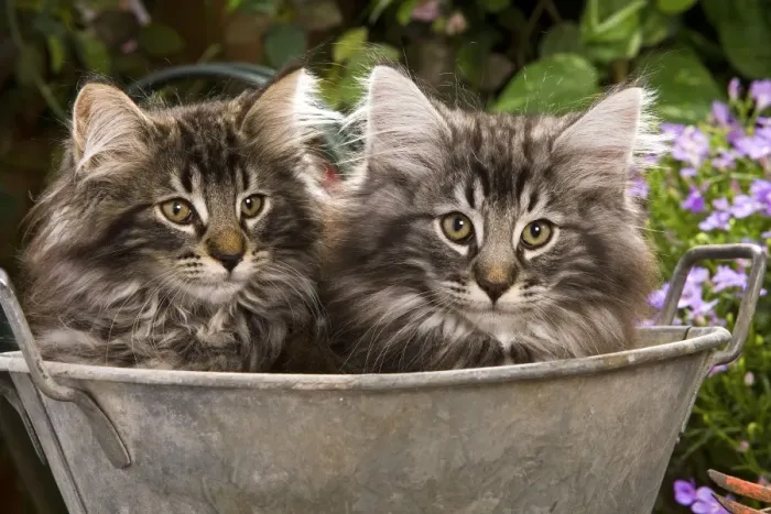 Framed Print : Norweigan Forest Cat - two in metal planter with flowers Framed Print : Norweigan Forest Cat - two in metal planter with flowers