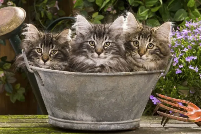 Framed Print : Norweigan Forest Cat - three in metal planter with flowers Framed Print : Norweigan Forest Cat - three in metal planter with flowers