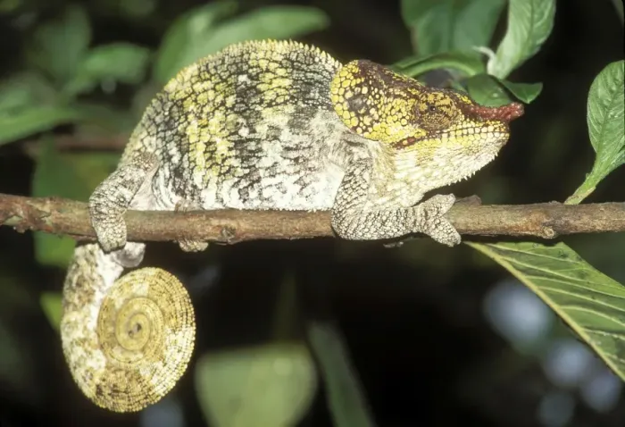 Framed Print : Nose-horned Chameleon Madagascar Framed Print : Nose-horned Chameleon Madagascar