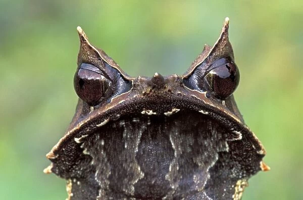 Nose-horned Frog - Gunung Gading Nationalpark - Sarawak - Borneo - Malaysia