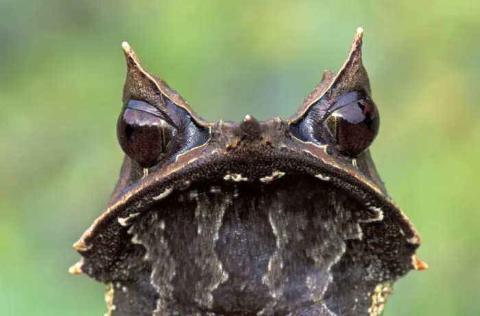Framed Print : Nose-horned Frog - Gunung Gading Nationalpark - Sarawak - Borneo - Malaysia Framed Print : Nose-horned Frog - Gunung Gading Nationalpark - Sarawak - Borneo - Malaysia