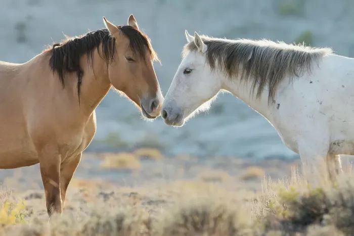 Framed Print : Nose to nose Sand Wash Basin wild mustangs Date: 23-09-2020 Framed Print : Nose to nose Sand Wash Basin wild mustangs Date: 23-09-2020