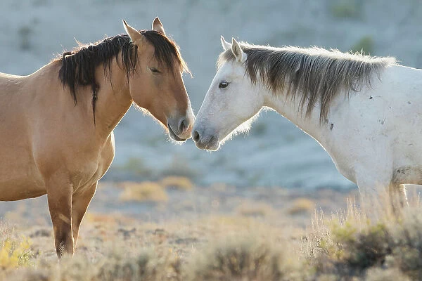 Nose to nose Sand Wash Basin wild mustangs Date: 23-09-2020