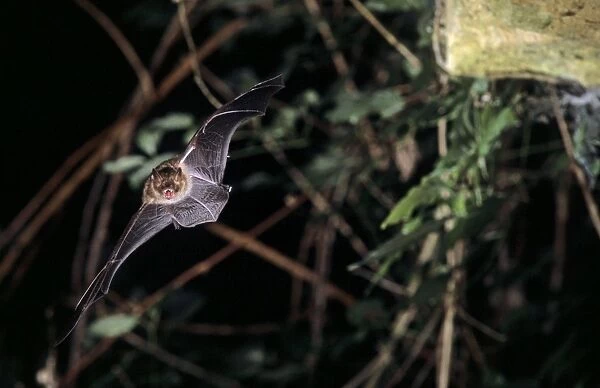 Notch-eared bat flying into a cave ( old iron mine) post breading season ( end of august) French jura