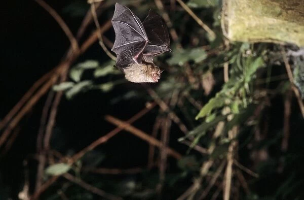 Notch-eared bat flying into a cave ( old iron mine) post breading season ( end of august) French jura