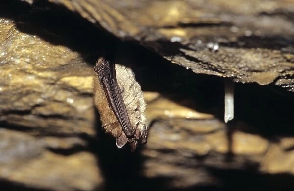 Notch-eared bat hibernating December Swiss jura
