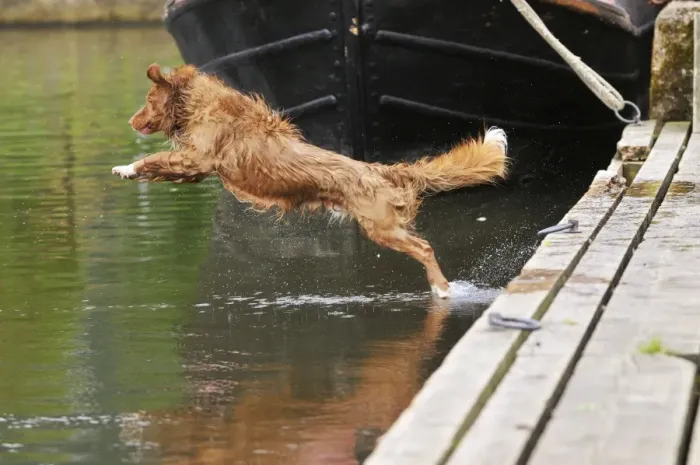 Framed Print : Nova Scotia Duck Tolling Retriever - jumping into lake Framed Print : Nova Scotia Duck Tolling Retriever - jumping into lake