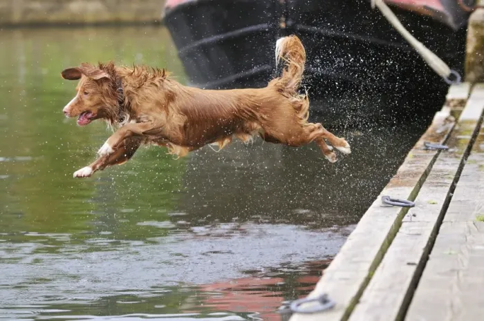 Framed Print : Nova Scotia Duck Tolling Retriever - jumping into lake Framed Print : Nova Scotia Duck Tolling Retriever - jumping into lake